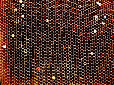 Arka plan altıgen doku, balmumu petek arı kovanı üzerinden altın bal ile dolu. Makro fotoğrafçılık balmumu, arı kovanı gelen sarı tatlı ballar oluşan petek. Arılar peteğin tatlım nektarı