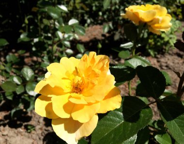 Yeşil yaprakları ile sıradışı aroma buket flora gül çiçek çiçek açan renkli fotoğraf gösterileri. Çiçek pistil, ercik yeşil çimenlerin üzerinde oluşan gül deseni. Botanik çiçek demet gül çiçek.