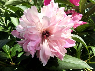 Çiçek şakayık yaprakları, sıradışı aroma buket flora ile çiçeklenme renkli fotoğraf gösterileri. Çiçek şakayık deseni pistil, ercik yeşil çimenlerin üzerinde oluşan. Botanik çiçek grup peonies çıtır.