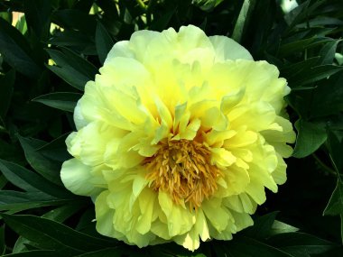 Çiçek şakayık yaprakları, sıradışı aroma buket flora ile çiçeklenme renkli fotoğraf gösterileri. Çiçek şakayık deseni pistil, ercik yeşil çimenlerin üzerinde oluşan. Botanik çiçek grup peonies çıtır.