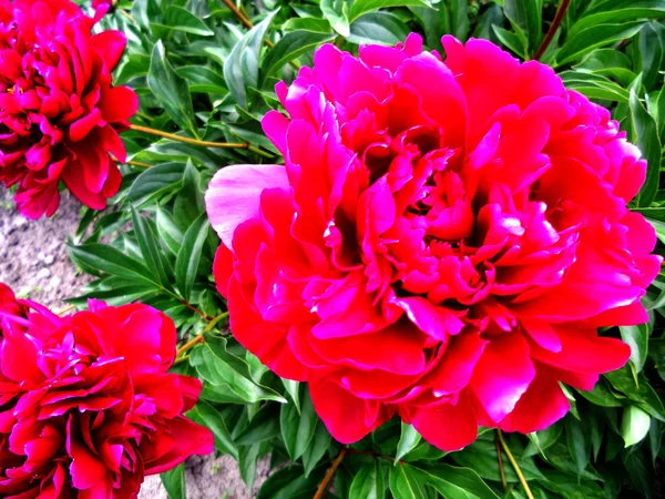 Kolorowe Zdjęcie Pokazuje Kwitnący Kwiat Piwonii Liści Niezwykły Aromat Bukiet — Zdjęcie stockowe