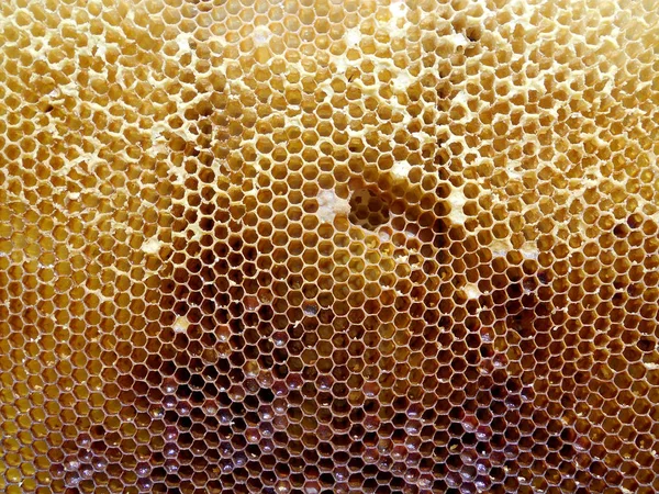 Фонова Шестикутна Текстура Воскова Сітка Бджолиного Вулика Наповнена Золотим Медом — стокове фото
