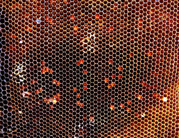 Arka plan altıgen doku, balmumu petek arı kovanı üzerinden altın bal ile dolu. Makro fotoğrafçılık balmumu, arı kovanı gelen sarı tatlı ballar oluşan petek. Arılar peteğin tatlım nektarı