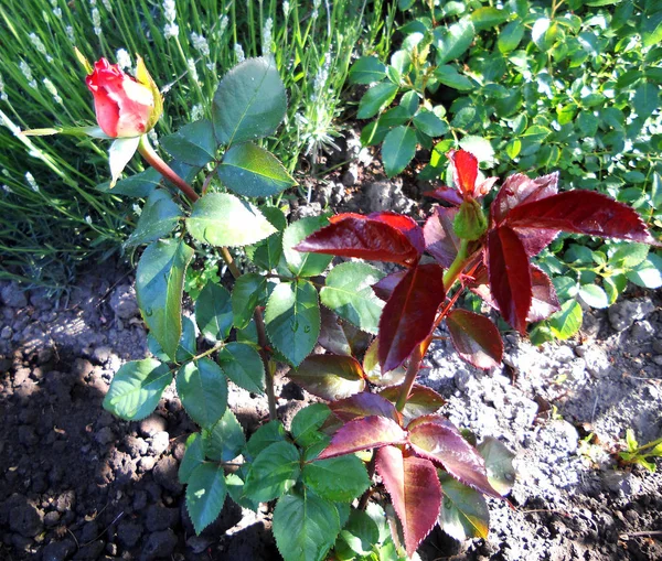 Színes Képen Látható Virágzó Virág Rózsa Zöld Levelek Szokatlan Aromájú — Stock Fotó