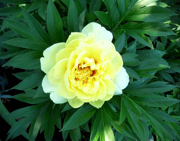 Çiçek şakayık yaprakları, sıradışı aroma buket flora ile çiçeklenme renkli fotoğraf gösterileri. Çiçek şakayık deseni pistil, ercik yeşil çimenlerin üzerinde oluşan. Botanik çiçek grup peonies çıtır.