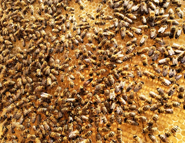 Textura Hexágono Fondo Panal Cera Una Colmena Abejas Llena Miel — Foto de Stock