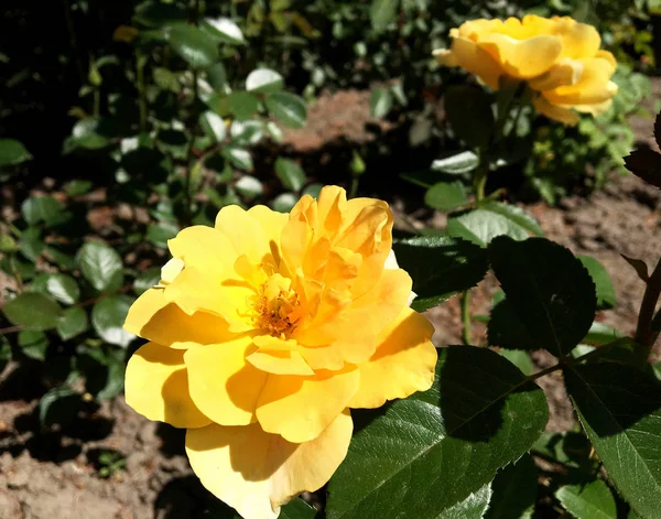 Yeşil yaprakları ile sıradışı aroma buket flora gül çiçek çiçek açan renkli fotoğraf gösterileri. Çiçek pistil, ercik yeşil çimenlerin üzerinde oluşan gül deseni. Botanik çiçek demet gül çiçek.