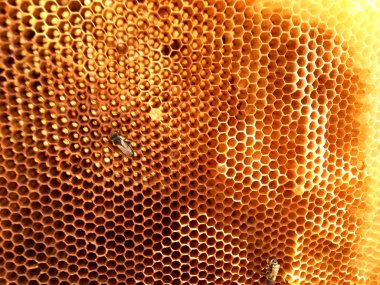 Arka plan altıgen doku, balmumu petek arı kovanı üzerinden altın bal ile dolu. Makro fotoğrafçılık balmumu, arı kovanı gelen sarı tatlı ballar oluşan petek. Arılar peteğin tatlım nektarı