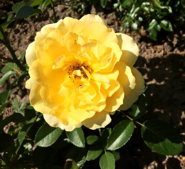 Yeşil yaprakları ile sıradışı aroma buket flora gül çiçek çiçek açan renkli fotoğraf gösterileri. Çiçek pistil, ercik yeşil çimenlerin üzerinde oluşan gül deseni. Botanik çiçek demet gül çiçek.