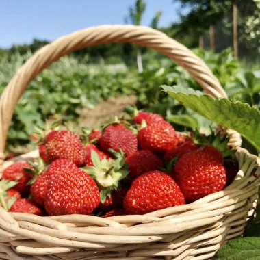 Fotoğrafta olgun çilek, kırmızı çilek ve yeşil yaprak var. Arka planda izole edilmiş meyvelerden oluşan çilek fotoğrafçılığı. Lezzetli taze çilekler yiyin.
