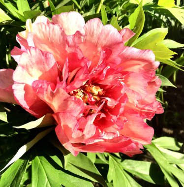 Çiçek şakayık yaprakları, sıradışı aroma buket flora ile çiçeklenme renkli fotoğraf gösterileri. Çiçek şakayık deseni pistil, ercik yeşil çimenlerin üzerinde oluşan. Botanik çiçek grup peonies çıtır.