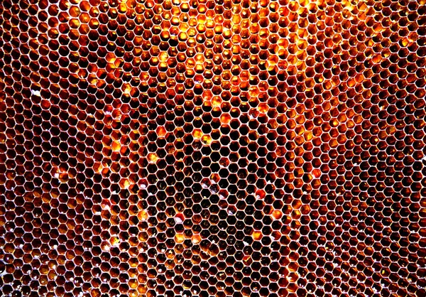 Arka plan altıgen doku, balmumu petek arı kovanı üzerinden altın bal ile dolu. Makro fotoğrafçılık balmumu, arı kovanı gelen sarı tatlı ballar oluşan petek. Arılar peteğin tatlım nektarı