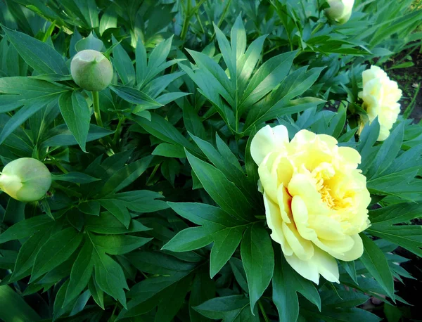 Çiçek şakayık yaprakları, sıradışı aroma buket flora ile çiçeklenme renkli fotoğraf gösterileri. Çiçek şakayık deseni pistil, ercik yeşil çimenlerin üzerinde oluşan. Botanik çiçek grup peonies çıtır.