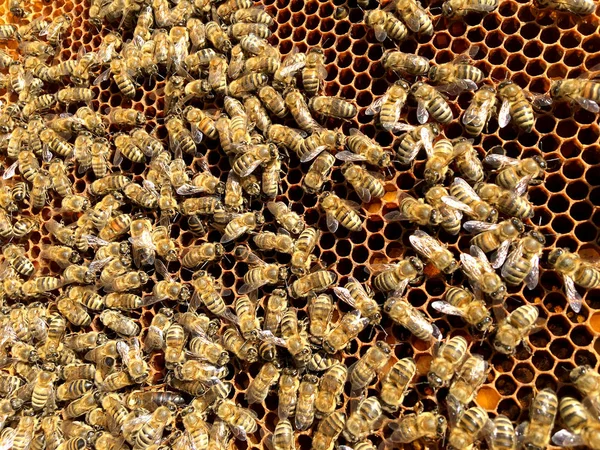 Arka plan altıgen doku, balmumu petek arı kovanı üzerinden altın bal ile dolu. Makro fotoğrafçılık balmumu, arı kovanı gelen sarı tatlı ballar oluşan petek. Arılar peteğin tatlım nektarı