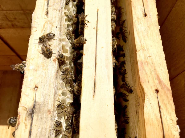 Textura Hexágono Fondo Panal Cera Una Colmena Abejas Llena Miel —  Fotos de Stock