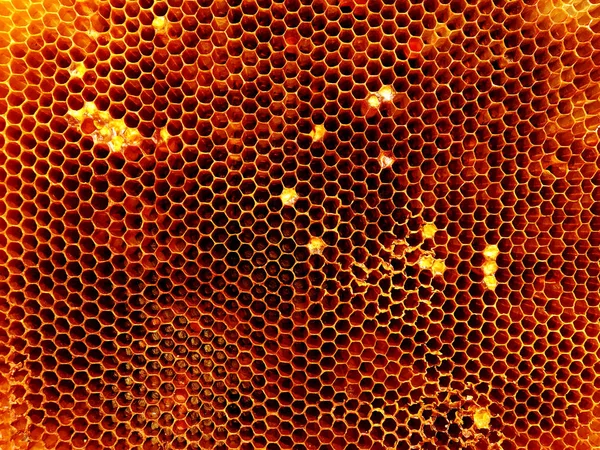 Arka plan altıgen doku, balmumu petek arı kovanı üzerinden altın bal ile dolu. Makro fotoğrafçılık balmumu, arı kovanı gelen sarı tatlı ballar oluşan petek. Arılar peteğin tatlım nektarı