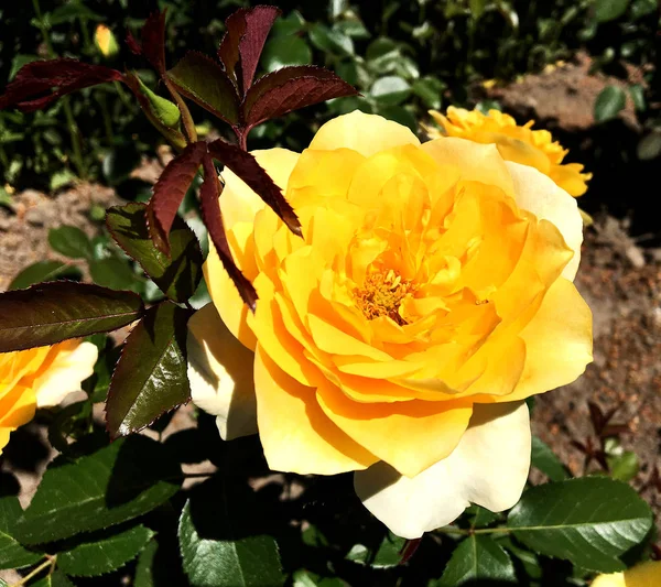 Yeşil yaprakları ile sıradışı aroma buket flora gül çiçek çiçek açan renkli fotoğraf gösterileri. Çiçek pistil, ercik yeşil çimenlerin üzerinde oluşan gül deseni. Botanik çiçek demet gül çiçek.