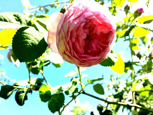 Den Färgglada Foto Visar Blommande Blomma Ros Med Gröna Blad — Stockfoto