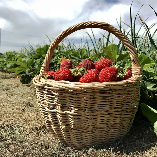 Foto Mostra Tutta Fragola Rossa Bacca Matura Foglia Gambo Verde — Foto Stock