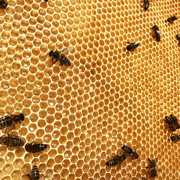 Hintergrund Sechseck Textur Wachswaben Aus Einem Bienenstock Mit Goldenem Honig — Stockfoto