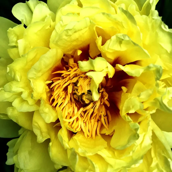 Colorful Photo Shows Blooming Flower Peony Leaves Unusual Aroma Bouquet — Stock Photo, Image