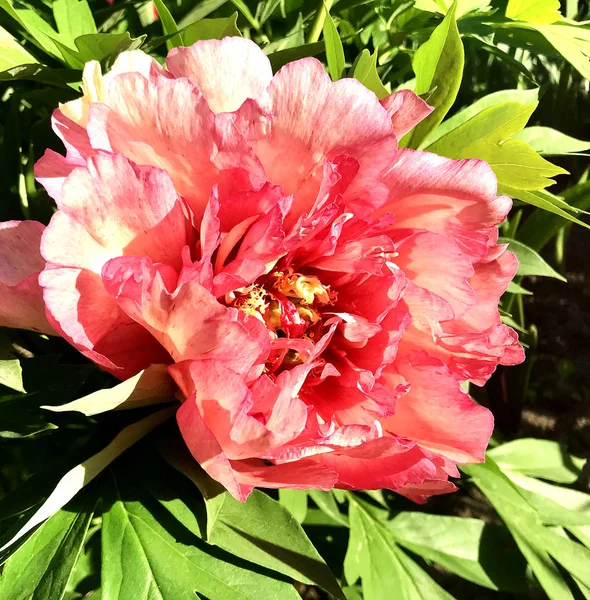 Çiçek şakayık yaprakları, sıradışı aroma buket flora ile çiçeklenme renkli fotoğraf gösterileri. Çiçek şakayık deseni pistil, ercik yeşil çimenlerin üzerinde oluşan. Botanik çiçek grup peonies çıtır.