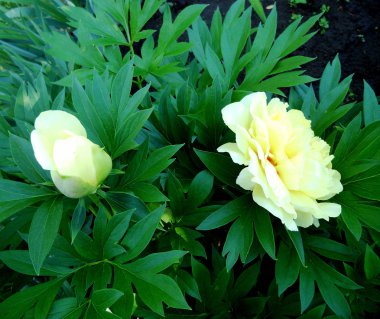 Çiçek şakayık yaprakları, sıradışı aroma buket flora ile çiçeklenme renkli fotoğraf gösterileri. Çiçek şakayık deseni pistil, ercik yeşil çimenlerin üzerinde oluşan. Botanik çiçek grup peonies çıtır.