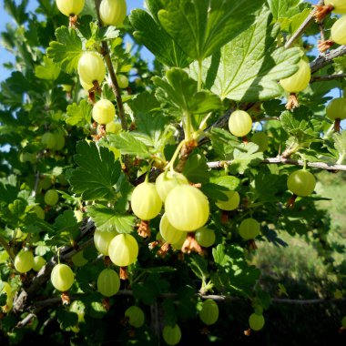 Berry Bektaşi üzümü yaprakları, sıradışı aroma buket flora ile çiçeklenme renkli fotoğraf gösterileri. Meyve Bektaşi üzümü desen pistil kırmızı ercik oluşan. Bektaşi çilek botanik çiçek Grup.