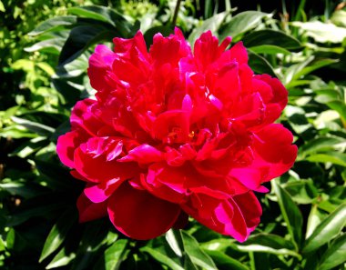 Çiçek şakayık yaprakları, sıradışı aroma buket flora ile çiçeklenme renkli fotoğraf gösterileri. Çiçek şakayık deseni pistil, ercik yeşil çimenlerin üzerinde oluşan. Botanik çiçek grup peonies çıtır.