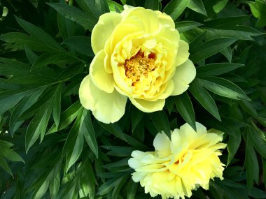 Çiçek şakayık yaprakları, sıradışı aroma buket flora ile çiçeklenme renkli fotoğraf gösterileri. Çiçek şakayık deseni pistil, ercik yeşil çimenlerin üzerinde oluşan. Botanik çiçek grup peonies çıtır.