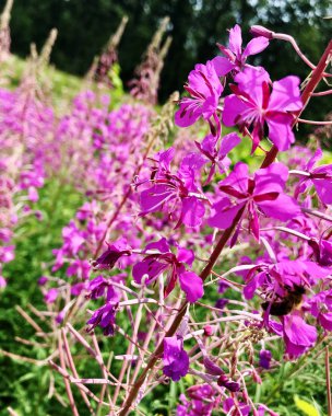 Yaprakları, sıradışı aroma buket flora ile çiçek loosestrife çiçek açan renkli fotoğraf gösterileri. Çiçek Loosestrife deseni pistil oluşan. Botanik çiçek grup loosestrife çıtır.