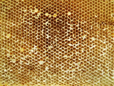 Arka plan altıgen doku, balmumu petek arı kovanı üzerinden altın bal ile dolu. Makro fotoğrafçılık balmumu, arı kovanı gelen sarı tatlı ballar oluşan petek. Arılar peteğin tatlım nektarı