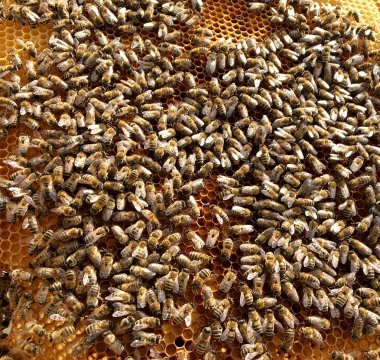Arka plan altıgen doku, balmumu petek arı kovanı üzerinden altın bal ile dolu. Makro fotoğrafçılık balmumu, arı kovanı gelen sarı tatlı ballar oluşan petek. Arılar peteğin tatlım nektarı