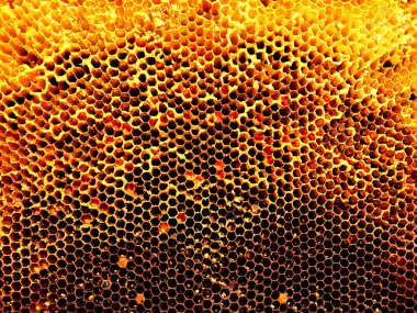 Arka plan altıgen doku, balmumu petek arı kovanı üzerinden altın bal ile dolu. Makro fotoğrafçılık balmumu, arı kovanı gelen sarı tatlı ballar oluşan petek. Arılar peteğin tatlım nektarı