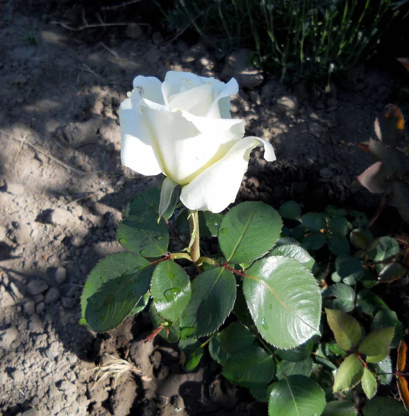 Photo Colorée Montre Fleur Fleurie Rose Avec Des Feuilles Vertes — Photo