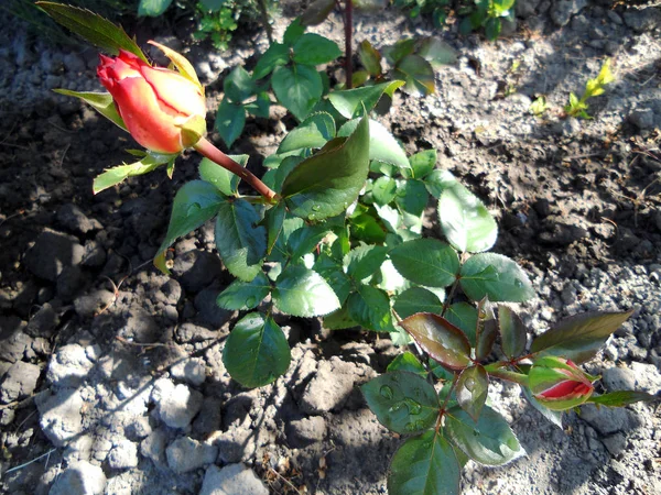 Den Färgglada Foto Visar Blommande Blomma Ros Med Gröna Blad — Stockfoto