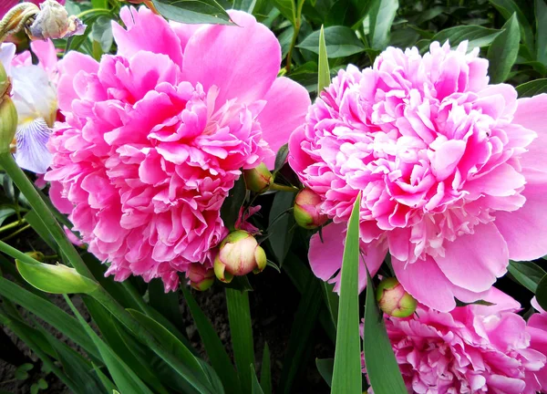 Кольорові Фото Показують Квітучу Квіткову Півонію Листям Незвичайну Флору Букетів — стокове фото