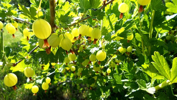 Berry Bektaşi üzümü yaprakları, sıradışı aroma buket flora ile çiçeklenme renkli fotoğraf gösterileri. Meyve Bektaşi üzümü desen pistil kırmızı ercik oluşan. Bektaşi çilek botanik çiçek Grup.