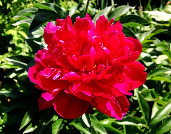 Çiçek şakayık yaprakları, sıradışı aroma buket flora ile çiçeklenme renkli fotoğraf gösterileri. Çiçek şakayık deseni pistil, ercik yeşil çimenlerin üzerinde oluşan. Botanik çiçek grup peonies çıtır.