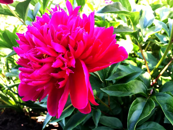 カラフルな写真は 珍しい香りの花束植物の葉でシャクヤクの花の開花を示しています 花の牡丹柄が雌しべ 雄しべは緑の草の上から成る 牡丹の花の植物の花の束 — ストック写真