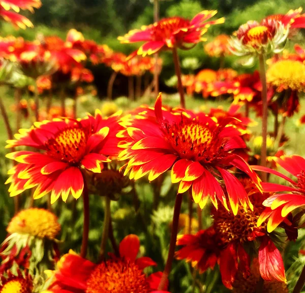 Foto Colorata Mostra Fioritura Fiore Gaillardia Con Foglie Aroma Insolito — Foto Stock