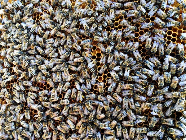 Background Hexagon Texture Wax Honeycomb Bee Hive Filled Golden Honey — Stock Photo, Image