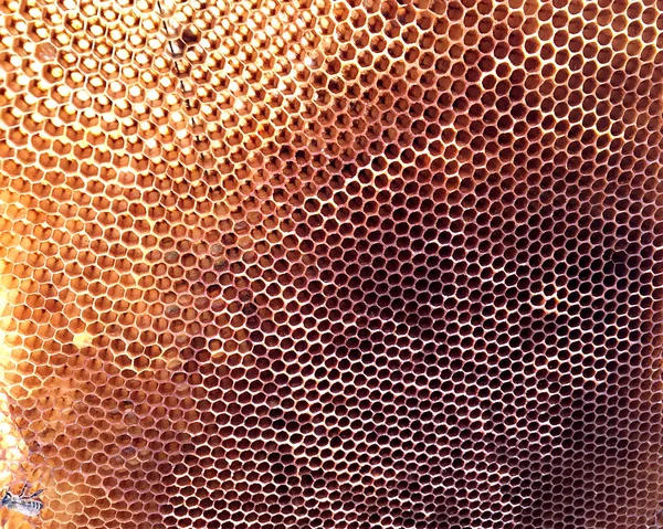 Background hexagon texture, wax honeycomb from a bee hive filled with golden honey. Honeycomb macro photography consisting of beeswax, yellow sweet honeys from beehive. Honey nectar of bees honeycombs