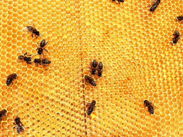 Textura Hexágono Fondo Panal Cera Una Colmena Abejas Llena Miel —  Fotos de Stock