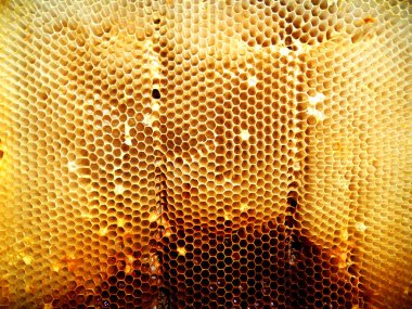 Arka plan altıgen doku, balmumu petek arı kovanı üzerinden altın bal ile dolu. Makro fotoğrafçılık balmumu, arı kovanı gelen sarı tatlı ballar oluşan petek. Arılar peteğin tatlım nektarı