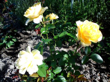 Yeşil yaprakları ile sıradışı aroma buket flora gül çiçek çiçek açan renkli fotoğraf gösterileri. Çiçek pistil, ercik yeşil çimenlerin üzerinde oluşan gül deseni. Botanik çiçek demet gül çiçek.