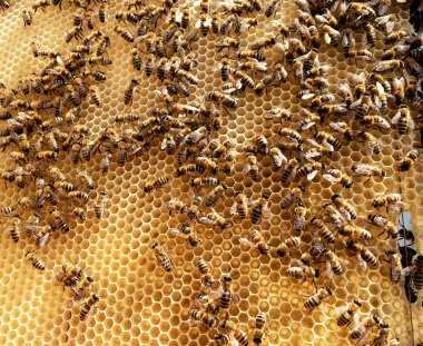 Arka plan altıgen doku, balmumu petek arı kovanı üzerinden altın bal ile dolu. Makro fotoğrafçılık balmumu, arı kovanı gelen sarı tatlı ballar oluşan petek. Arılar peteğin tatlım nektarı