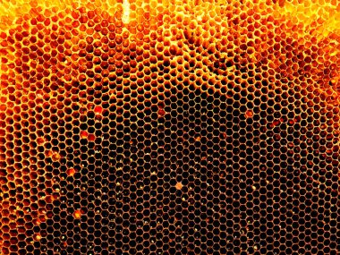 Arka plan altıgen doku, balmumu petek arı kovanı üzerinden altın bal ile dolu. Makro fotoğrafçılık balmumu, arı kovanı gelen sarı tatlı ballar oluşan petek. Arılar peteğin tatlım nektarı