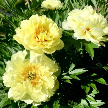 Çiçek şakayık yaprakları, sıradışı aroma buket flora ile çiçeklenme renkli fotoğraf gösterileri. Çiçek şakayık deseni pistil, ercik yeşil çimenlerin üzerinde oluşan. Botanik çiçek grup peonies çıtır.