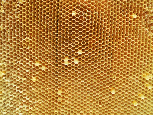 Tekstur Heksagon Latar Belakang Sarang Madu Lilin Dari Sarang Lebah — Stok Foto